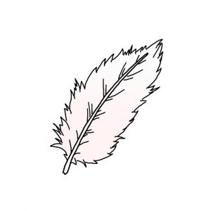How to Draw a Feather Easy
