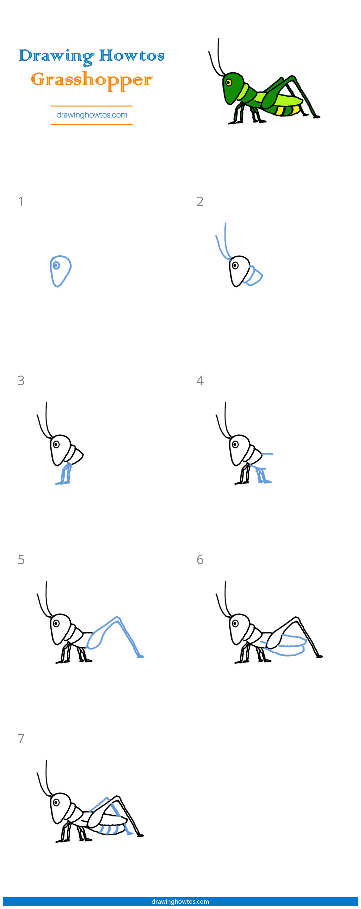 How to Draw a Grasshopper Step by Step