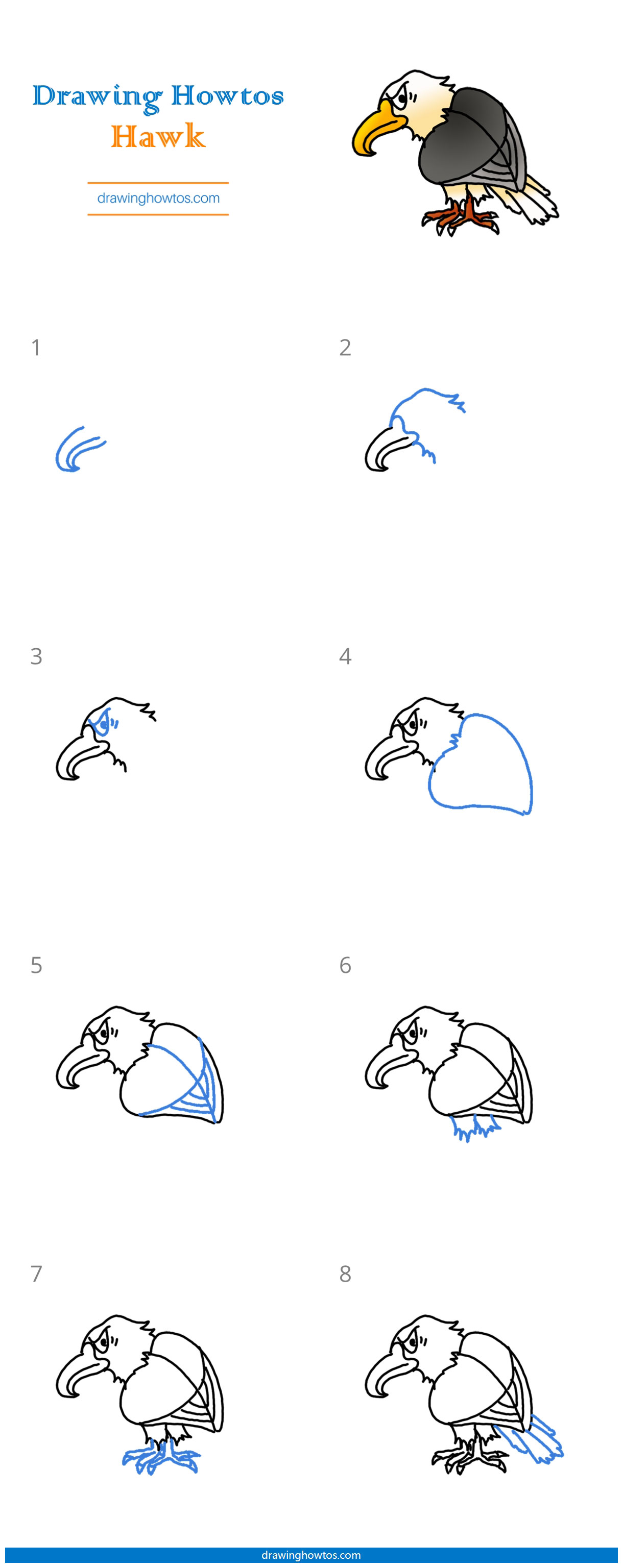 How to Draw a Hawk Step by Step