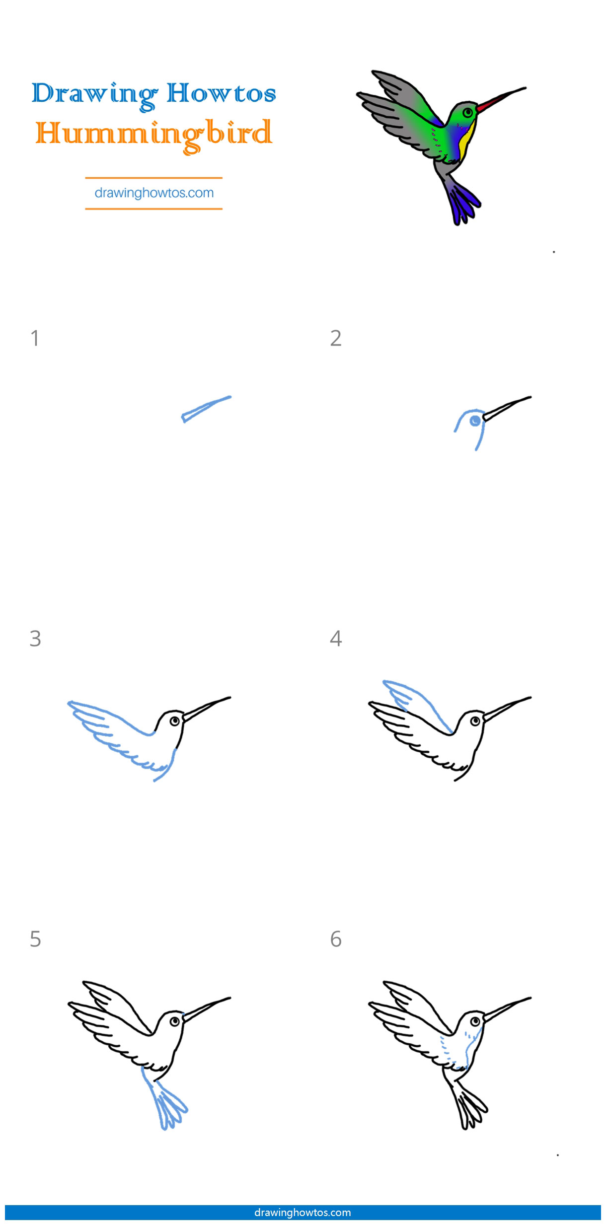 How to Draw a Hummingbird Step by Step