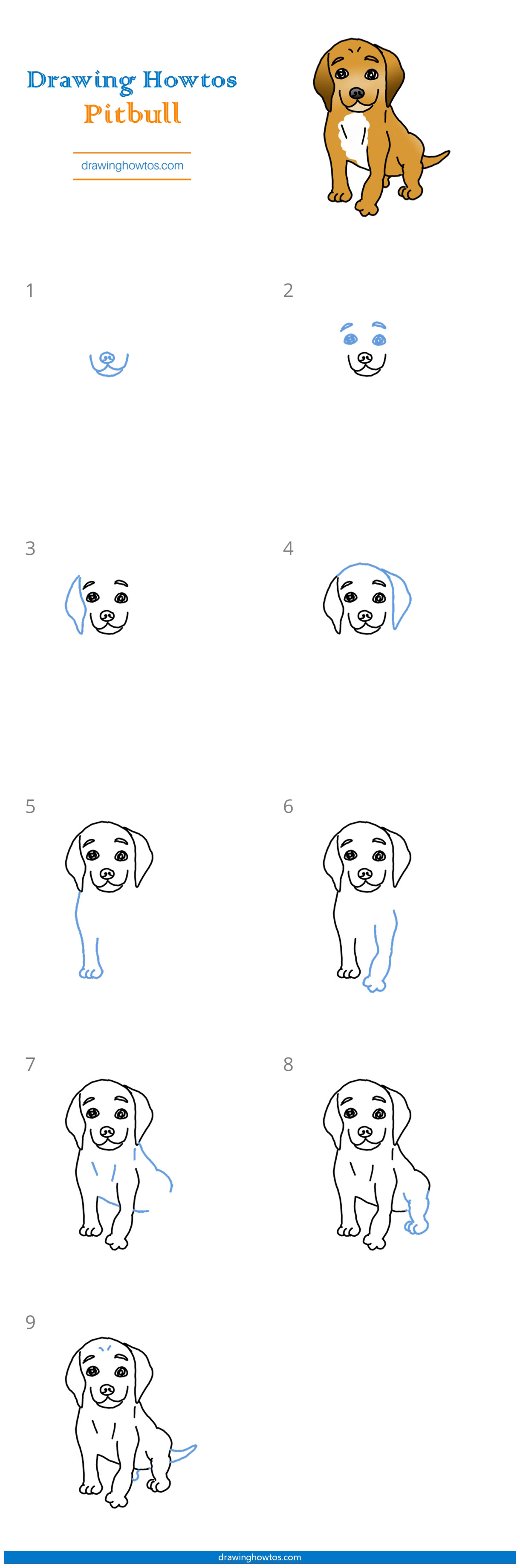 How to Draw a Pitbull Step by Step