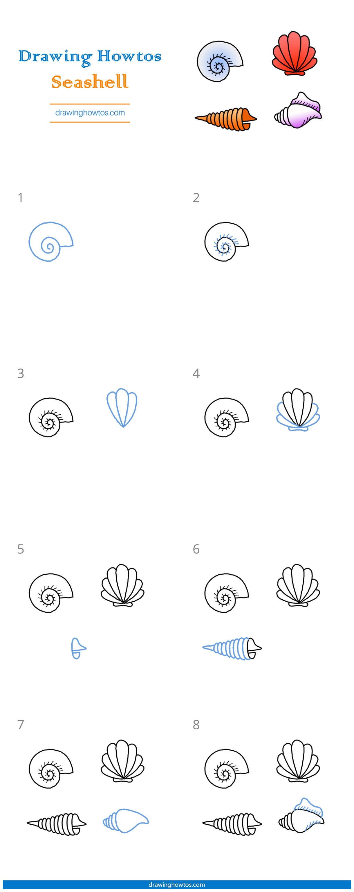 How to Draw a Seashell Step by Step