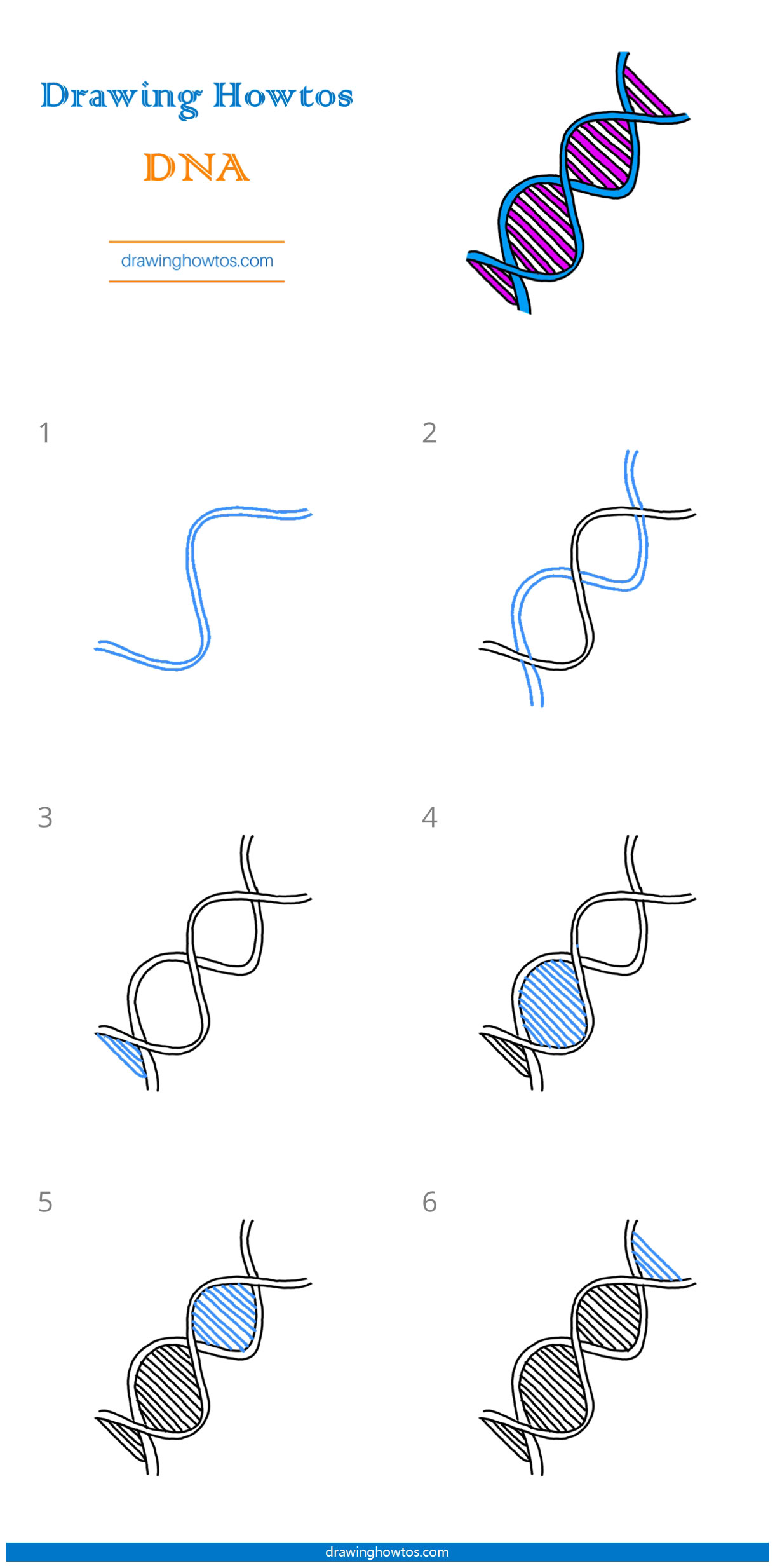 How to Draw DNA Step by Step Easy Drawing Guides Drawing Howtos