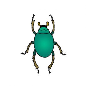 How to Draw a Beetle Easy