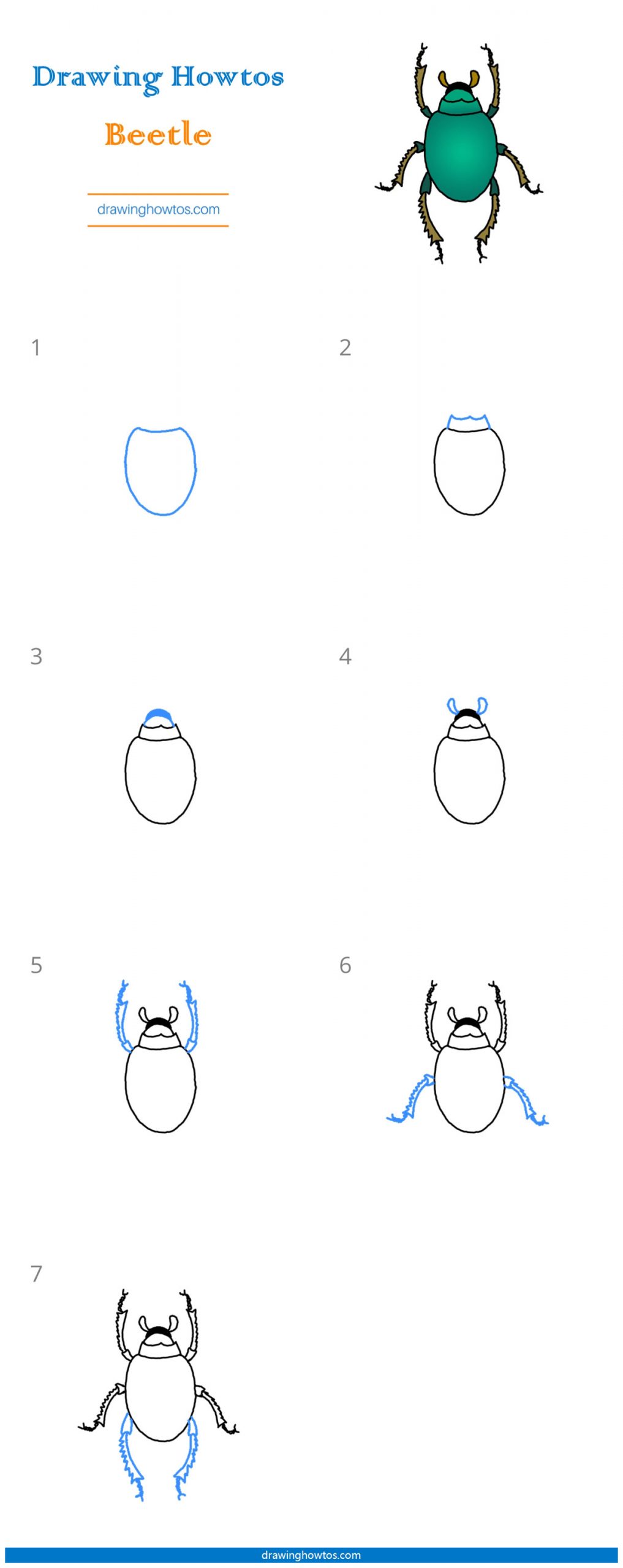 How to Draw a Beetle Step by Step