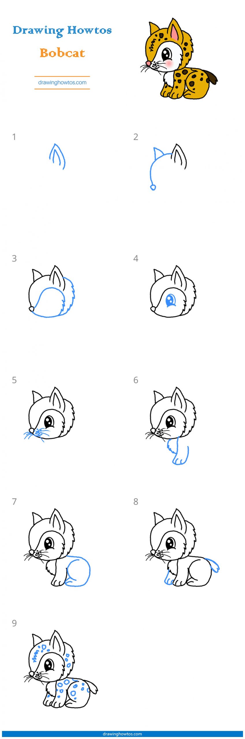 How to Draw a Bobcat Step by Step