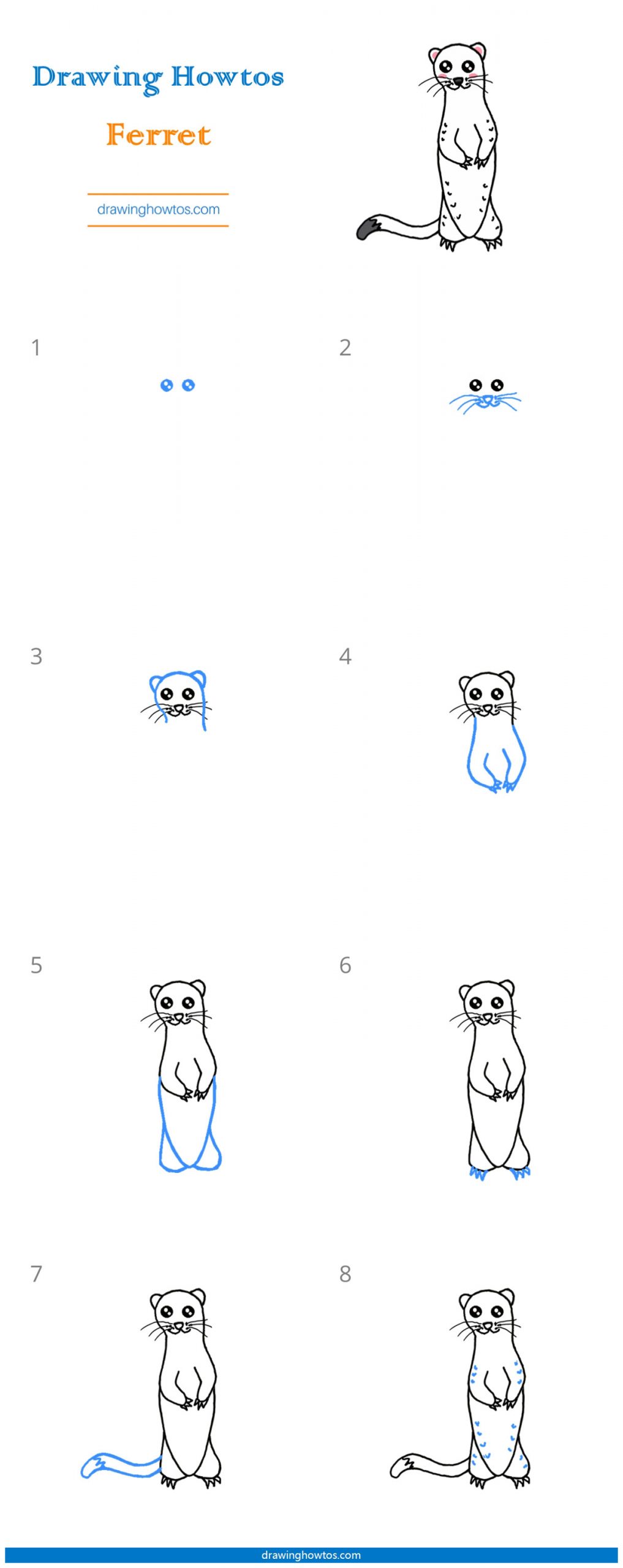 How to Draw a Ferret Step by Step