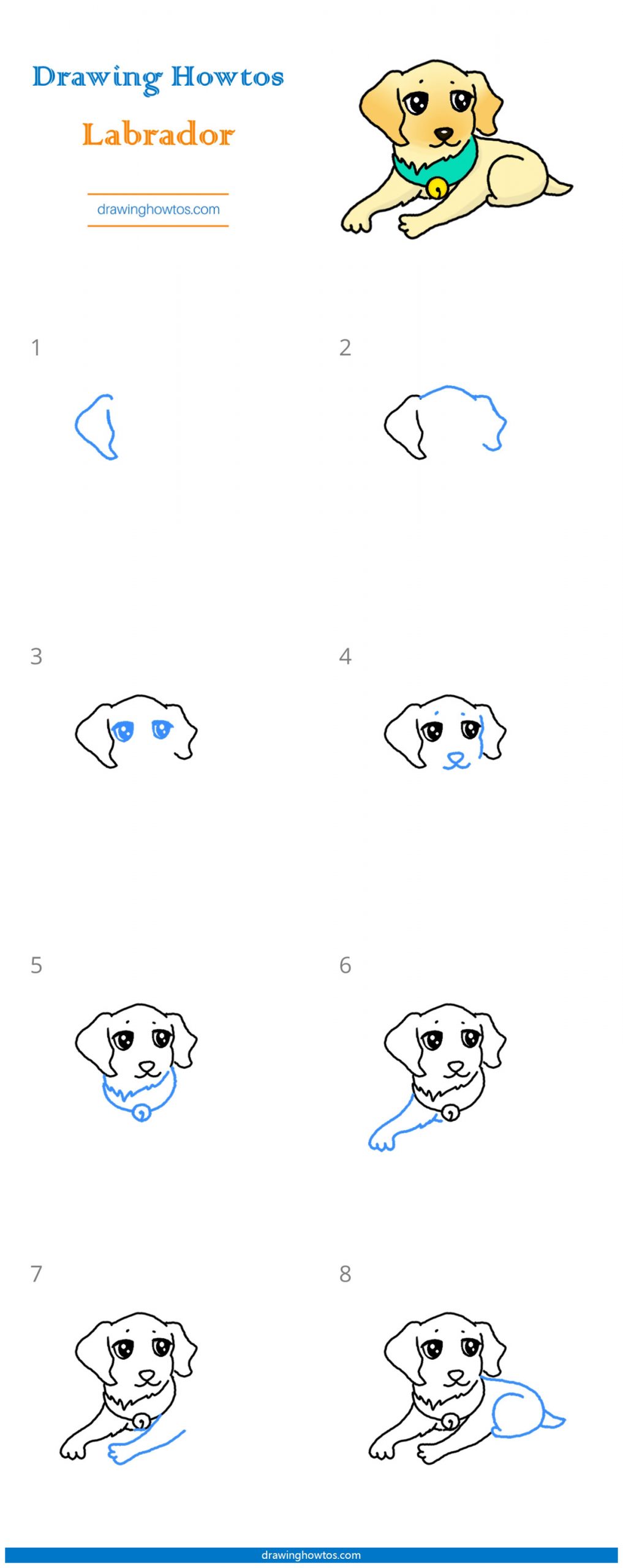 How to Draw a Labrador Step by Step