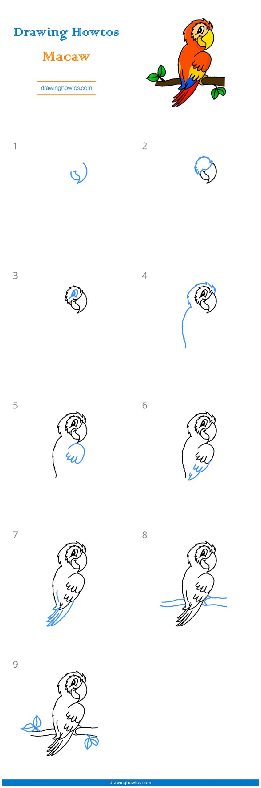 How to Draw a Macaw Step by Step