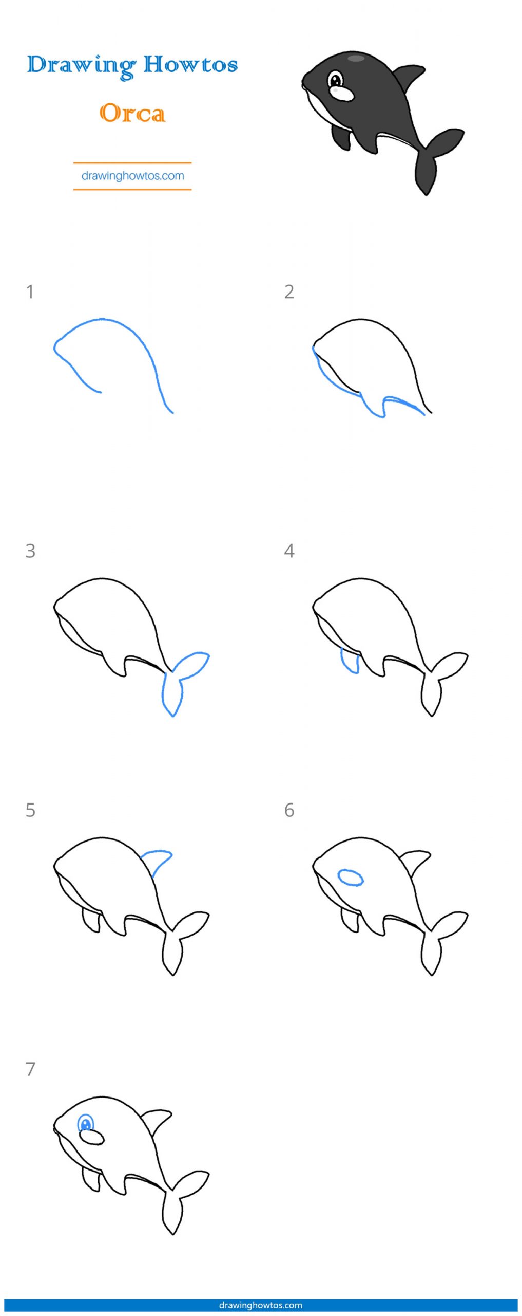 How to Draw an Orca Step by Step