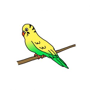 How to Draw a Parakeet Easy