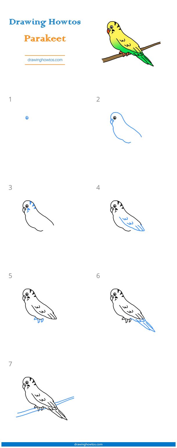 How to Draw a Parakeet - Step by Step Easy Drawing Guides - Drawing Howtos