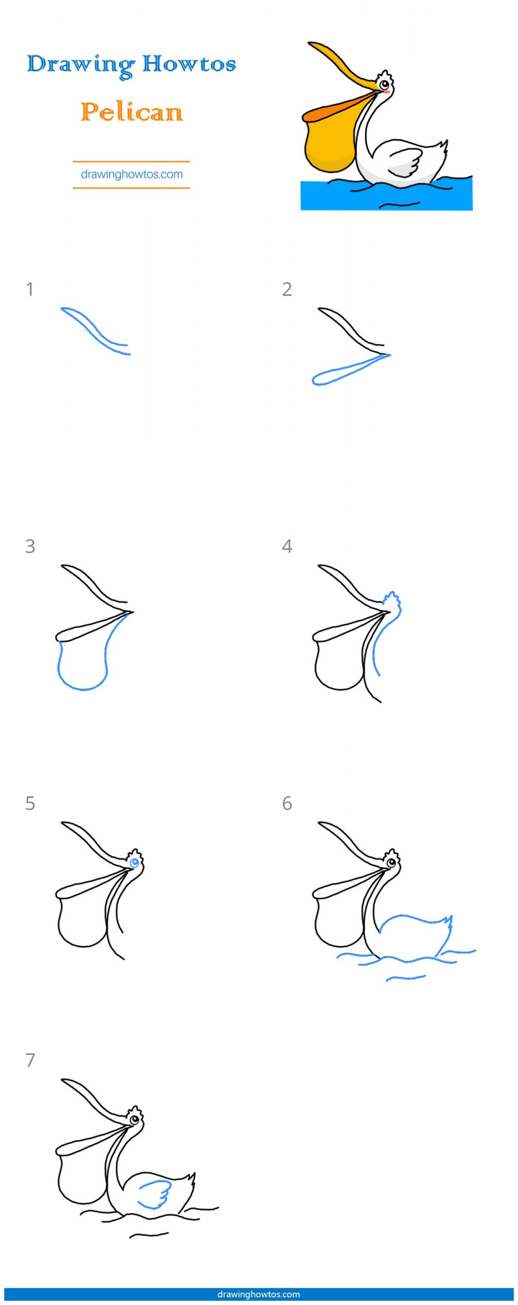 How to Draw a Pelican Step by Step