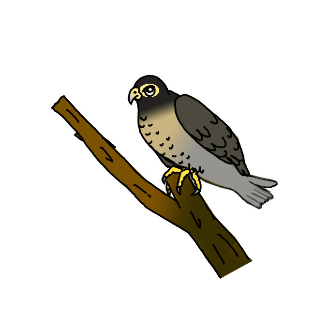 How to Draw a Peregrine Falcon Easy