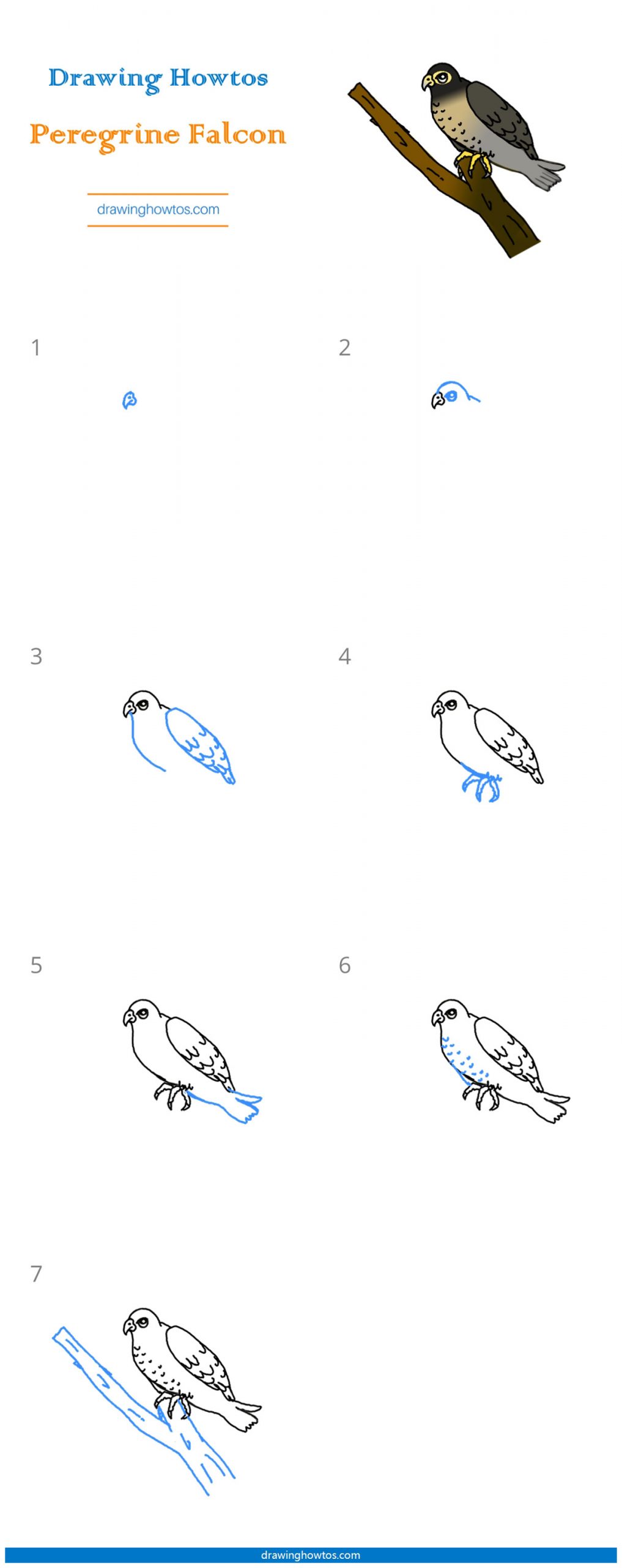 How to Draw a Peregrine Falcon Step by Step