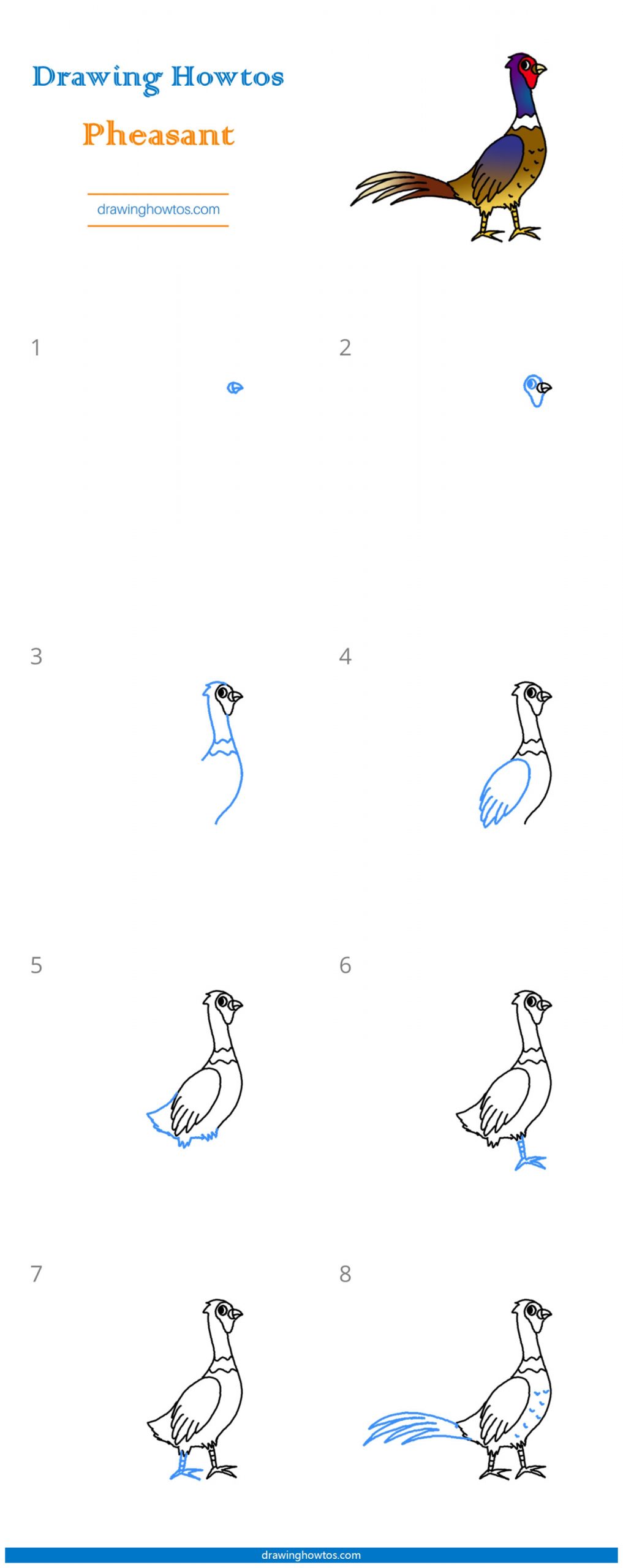 How to Draw a Pheasant - Step by Step Easy Drawing Guides - Drawing Howtos
