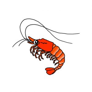 How to Draw a Shrimp Easy