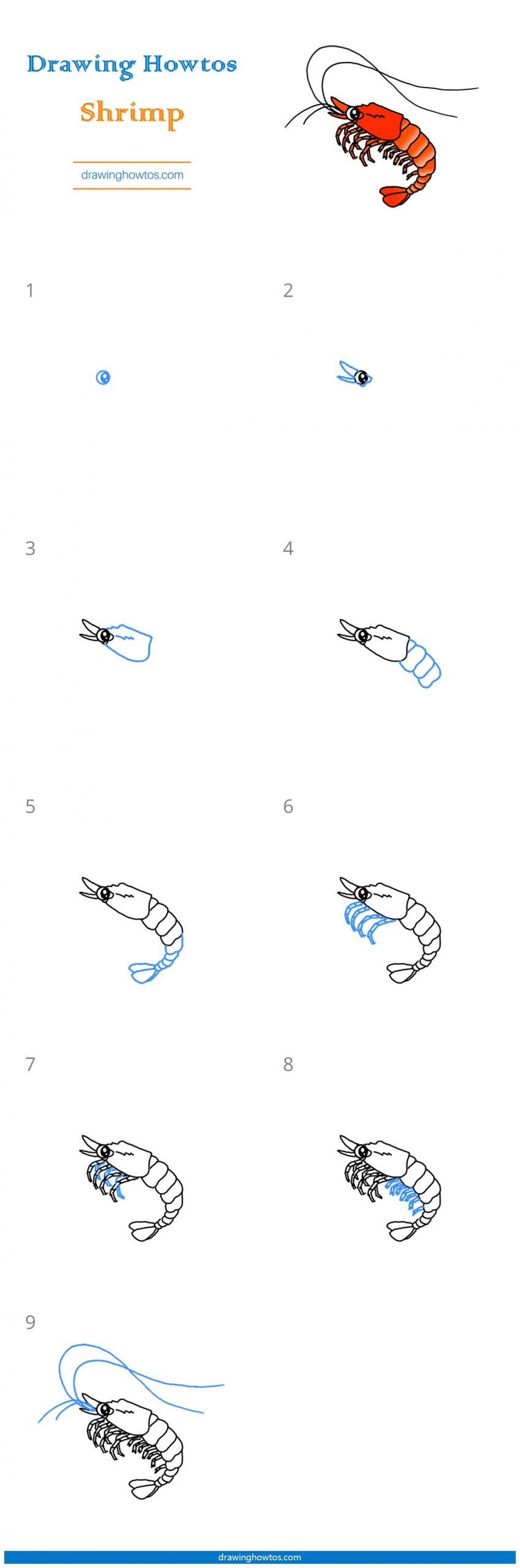 How to Draw a Shrimp Step by Step