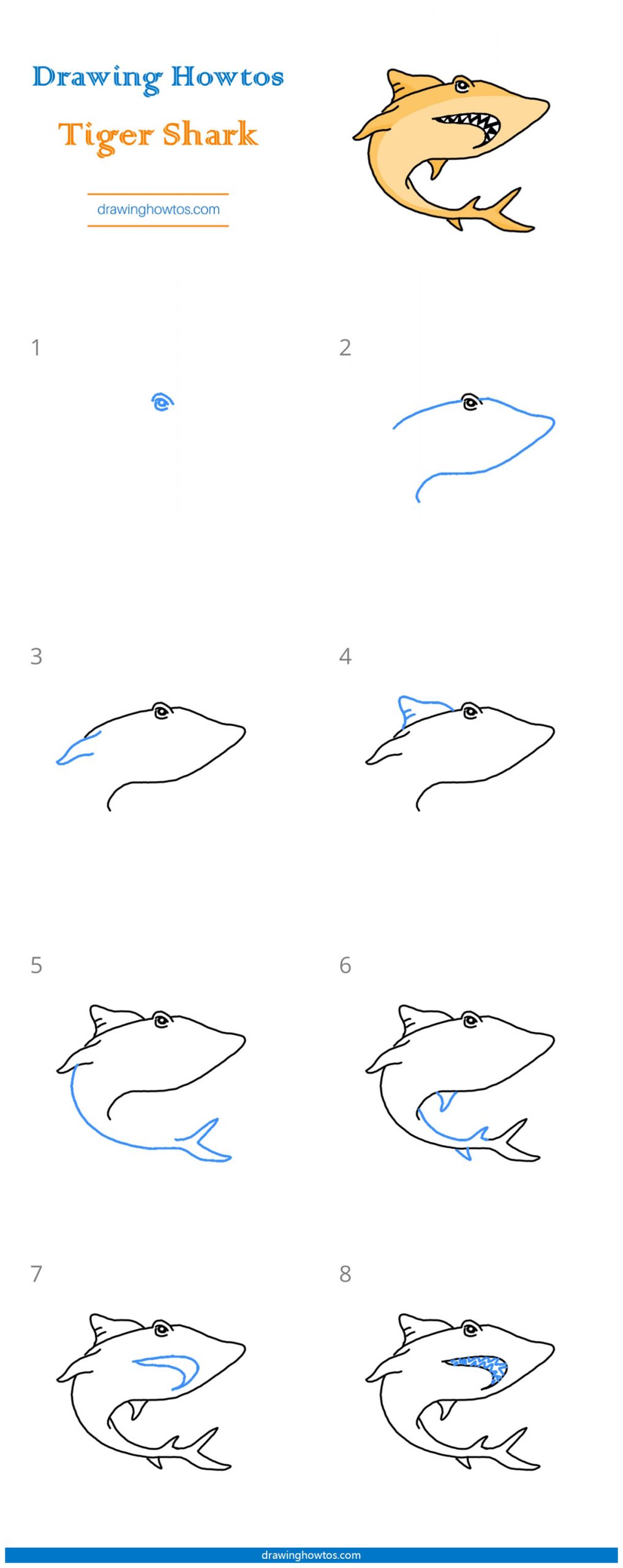 How to Draw a Tiger Shark Step by Step