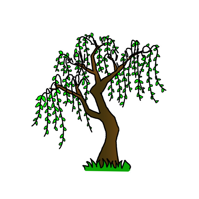 How to Draw a Willow Tree Easy