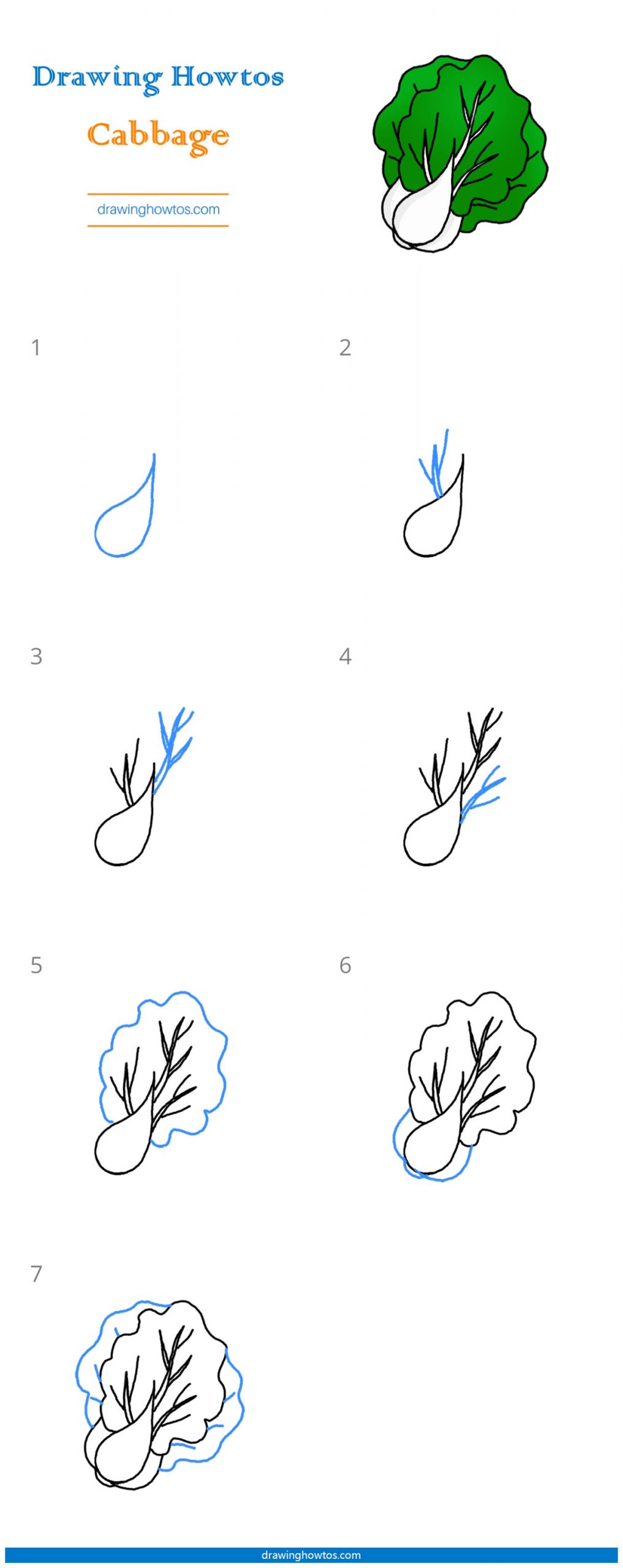 How to Draw Bok Choy Step by Step
