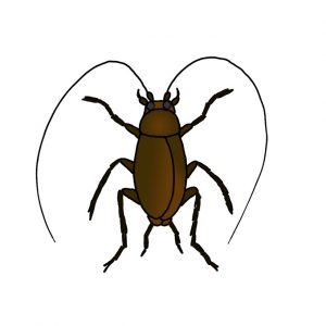 How to Draw a Cockroach Easy