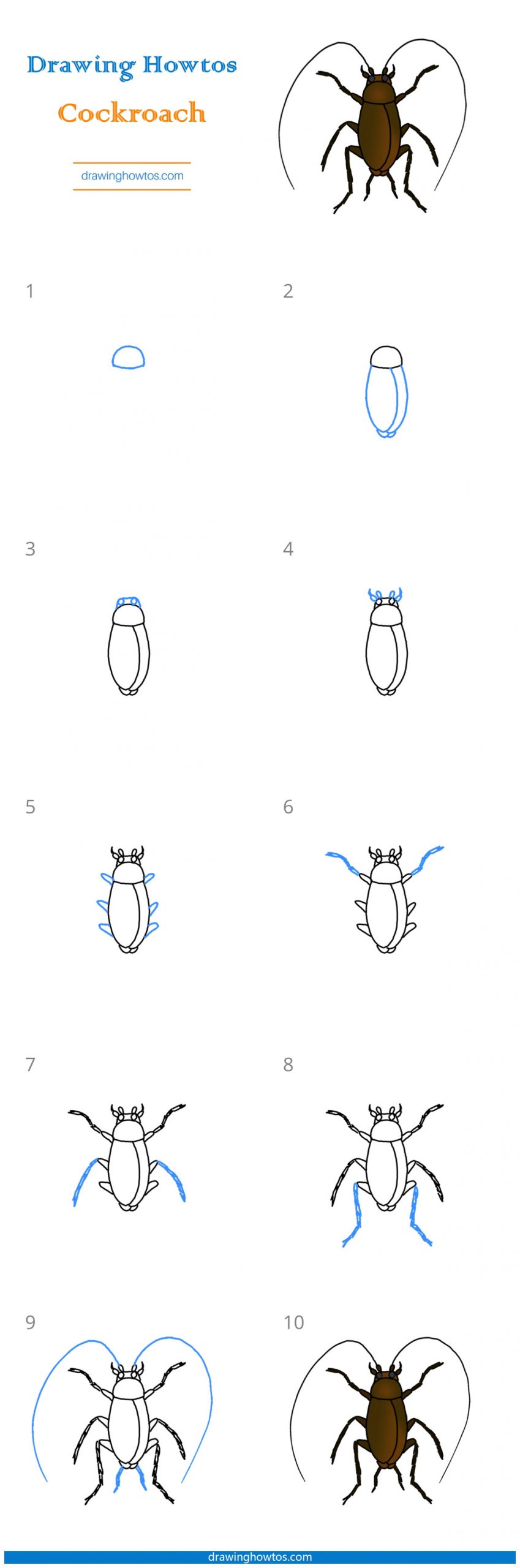 How to Draw a Cockroach Step by Step