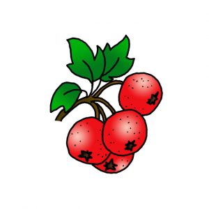 How to Draw Hawthorn Berries Easy