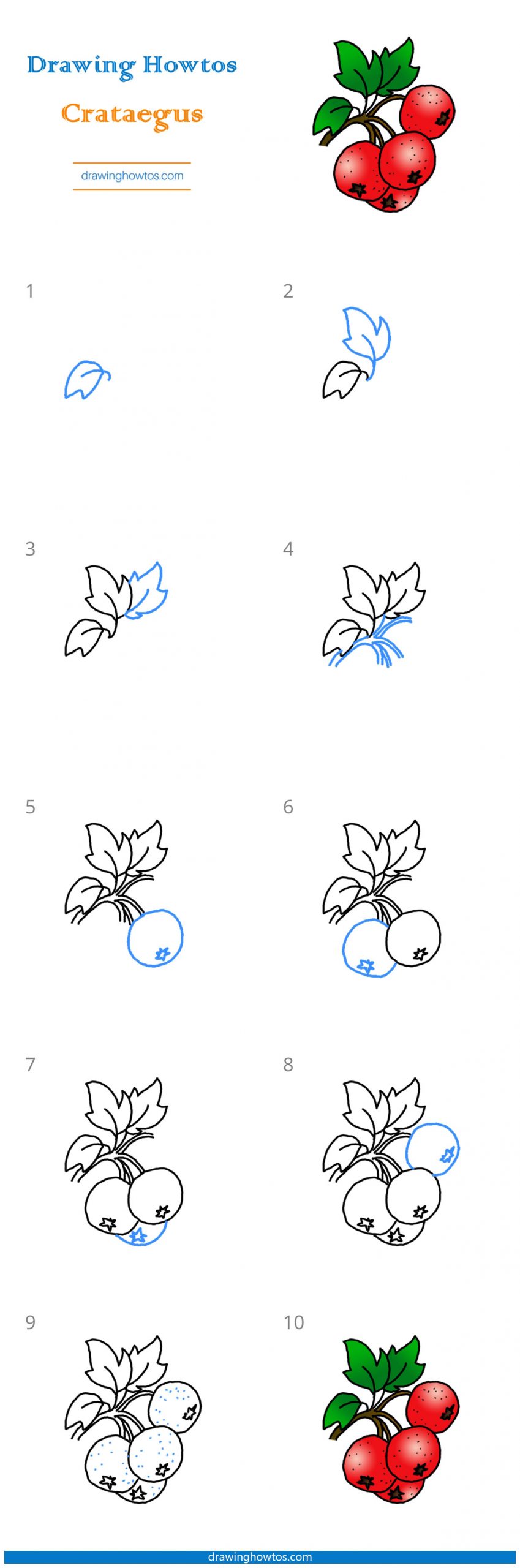 How to Draw Hawthorn Berries Step by Step