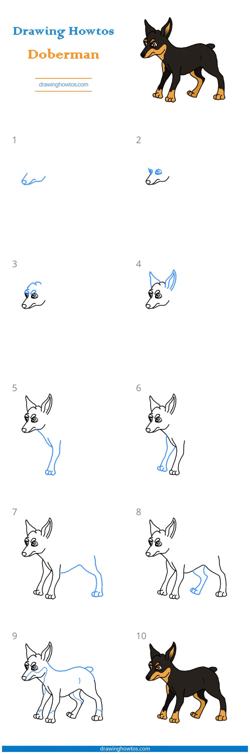 How to Draw a Doberman Step by Step