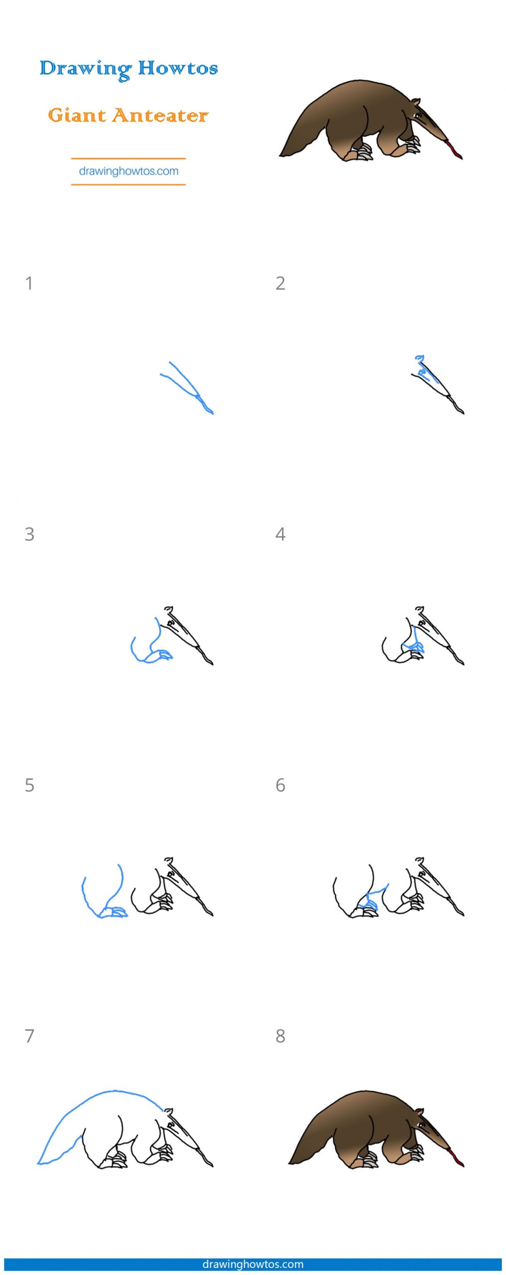 How to Draw a Giant Anteater Step by Step