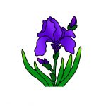 How to Draw Iris Flowers