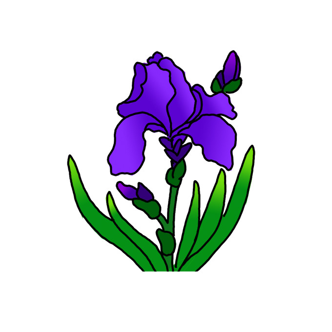 How to Draw Iris Flowers - Step by Step Easy Drawing Guides - Drawing ...
