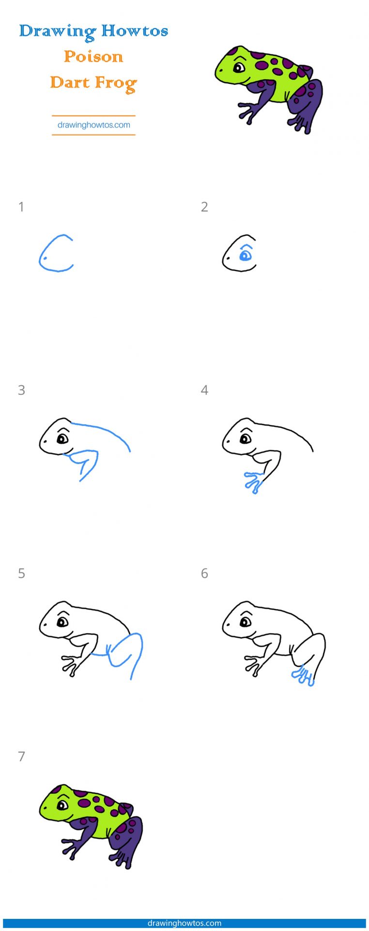 How to Draw a Poison Dart Frog Step by Step