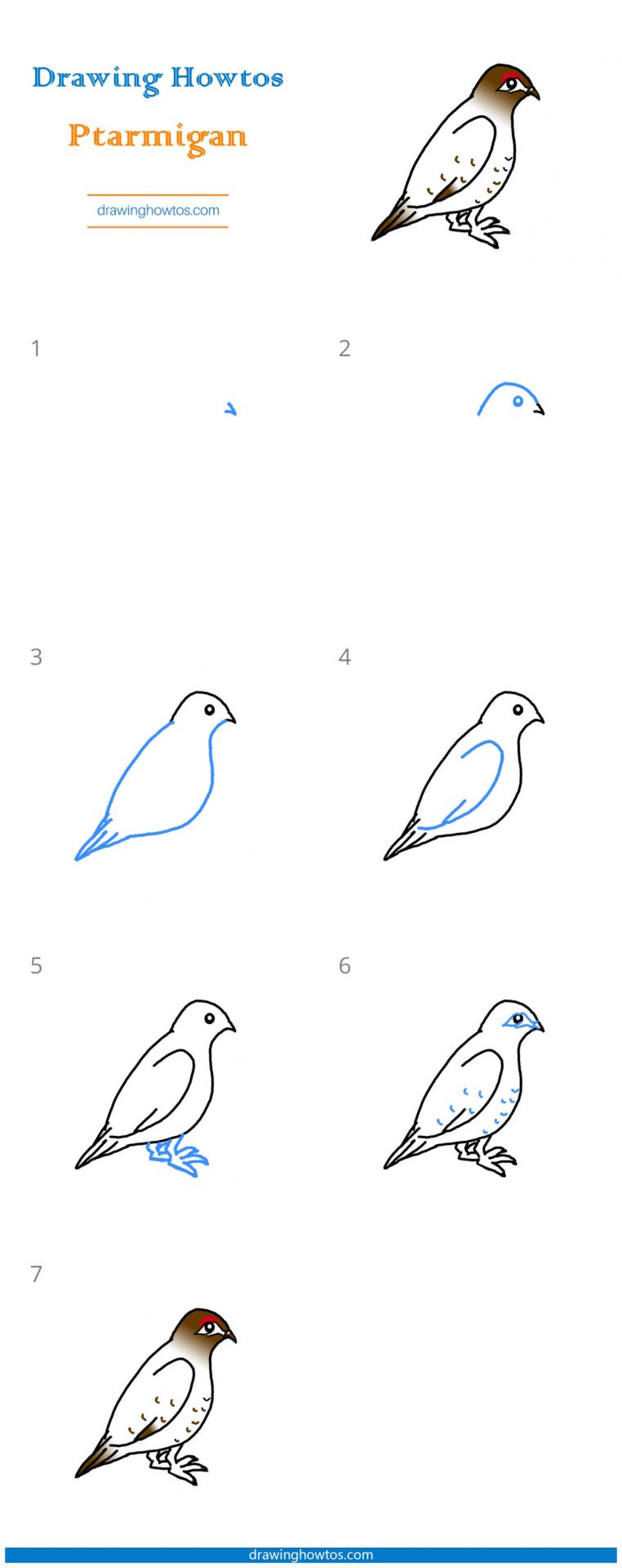 How to Draw a Ptarmigan Step by Step