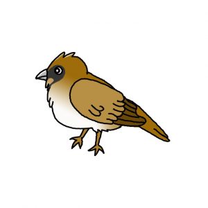 How to Draw a Sparrow Easy