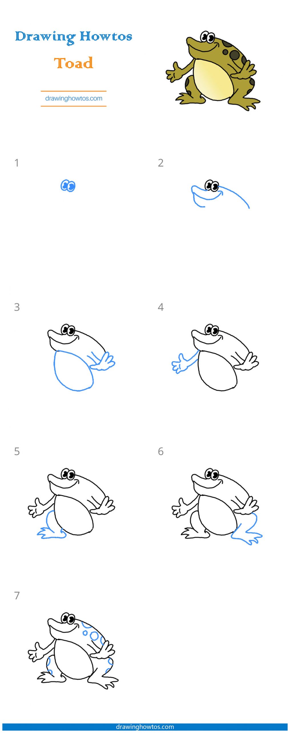 How to Draw a Toad Step by Step