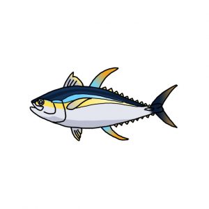 How to Draw a Tuna Fish Easy