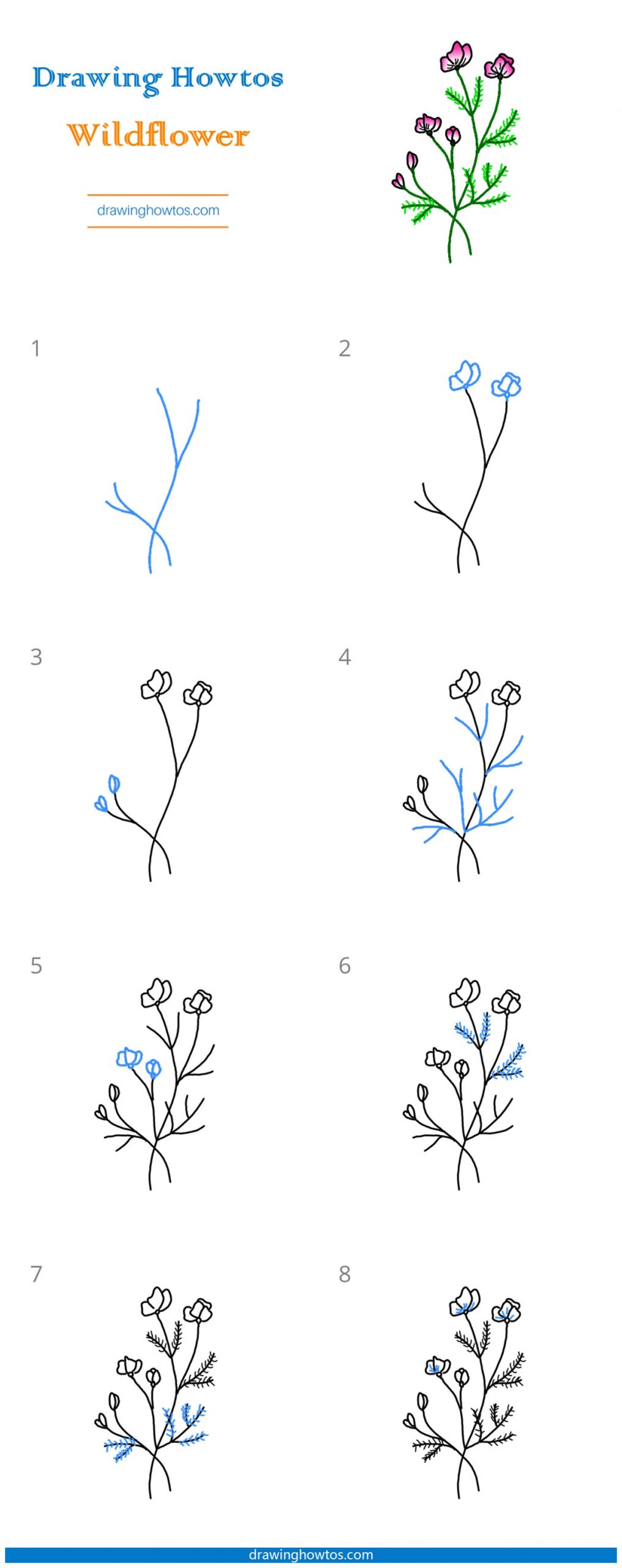 How to Draw Wildflowers Step by Step