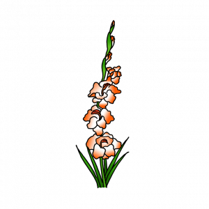 How to Draw Gladiolus Flowers