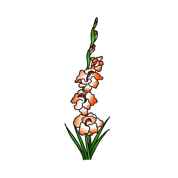 How to Draw Gladiolus Flowers Easy