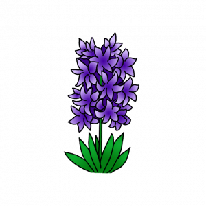 How to Draw Hyacinth Flowers Easy