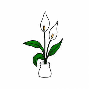 How to Draw Peace Lily Easy