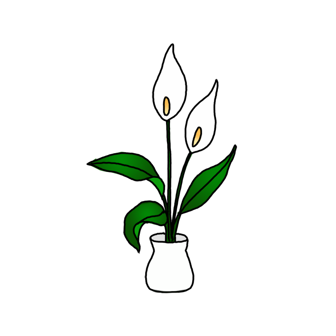 How to Draw Peace Lily Easy