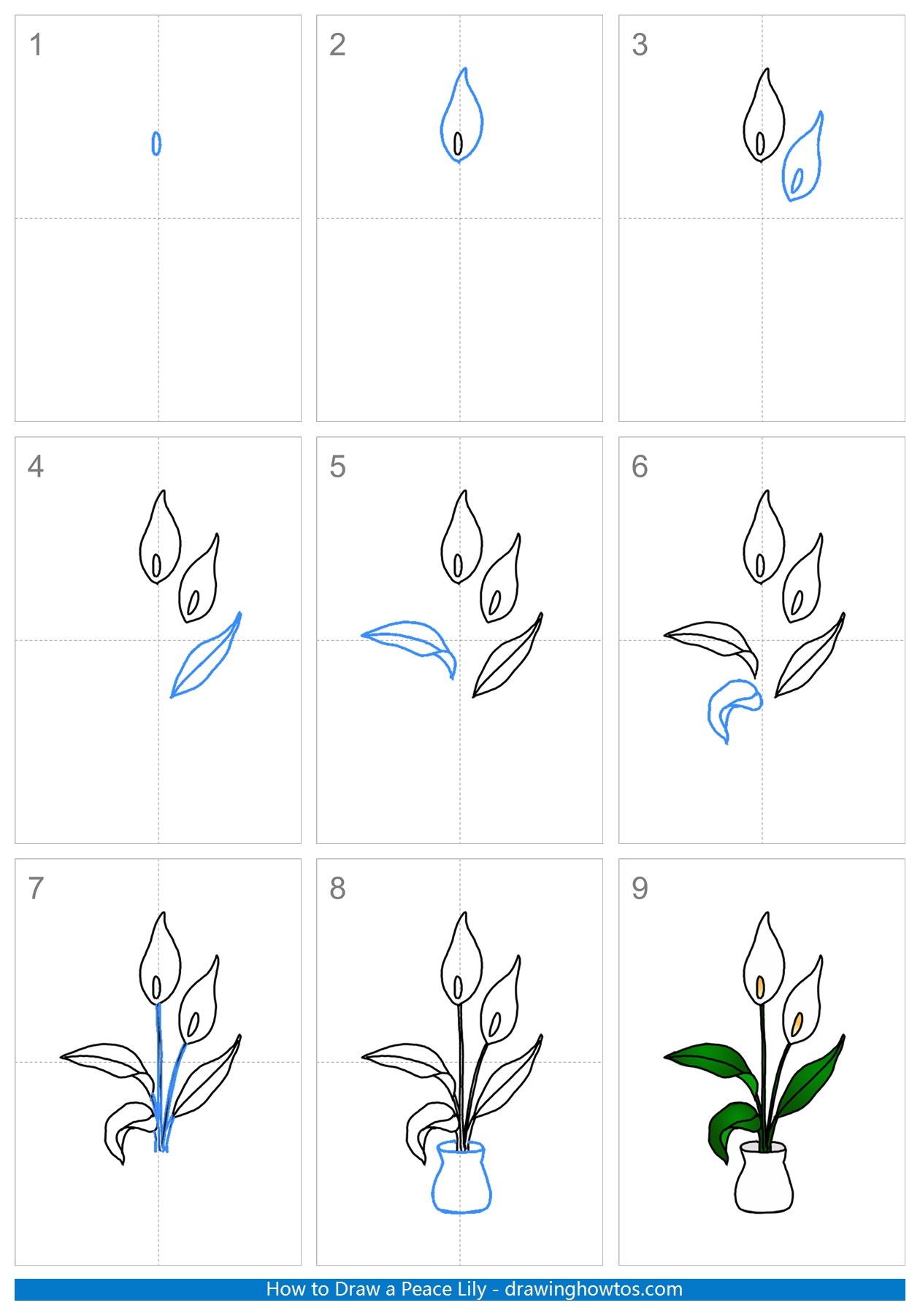 How to Draw Peace Lily Step by Step
