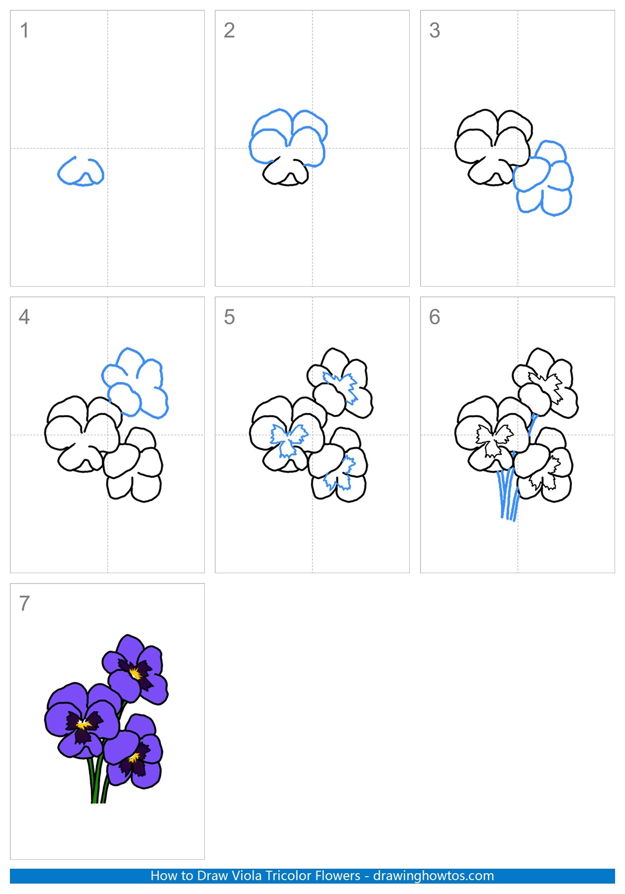 How to Draw Viola Tricolor Flowers Step by Step