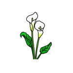 How to Draw Calla Lily Flowers