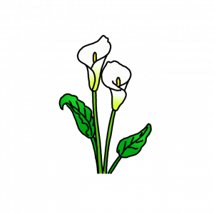 How to Draw Calla Lily Flowers Easy