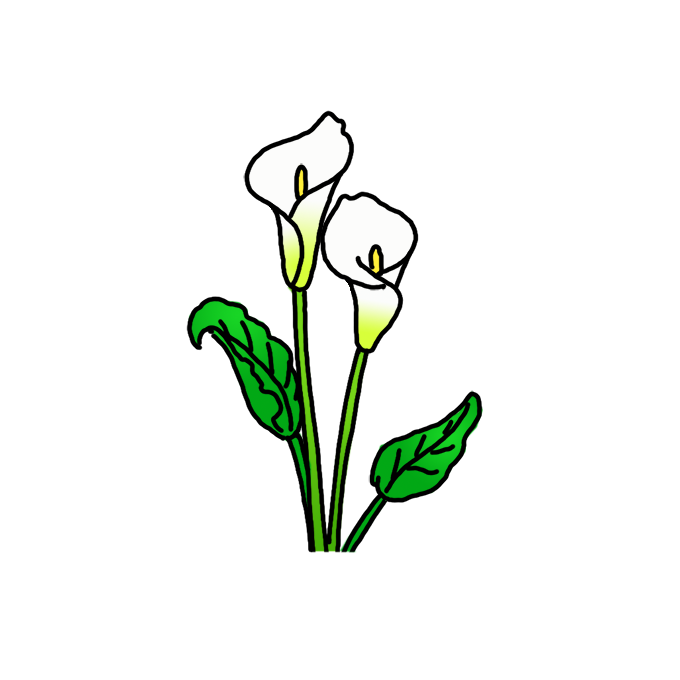 How to Draw Calla Lily Flowers Easy