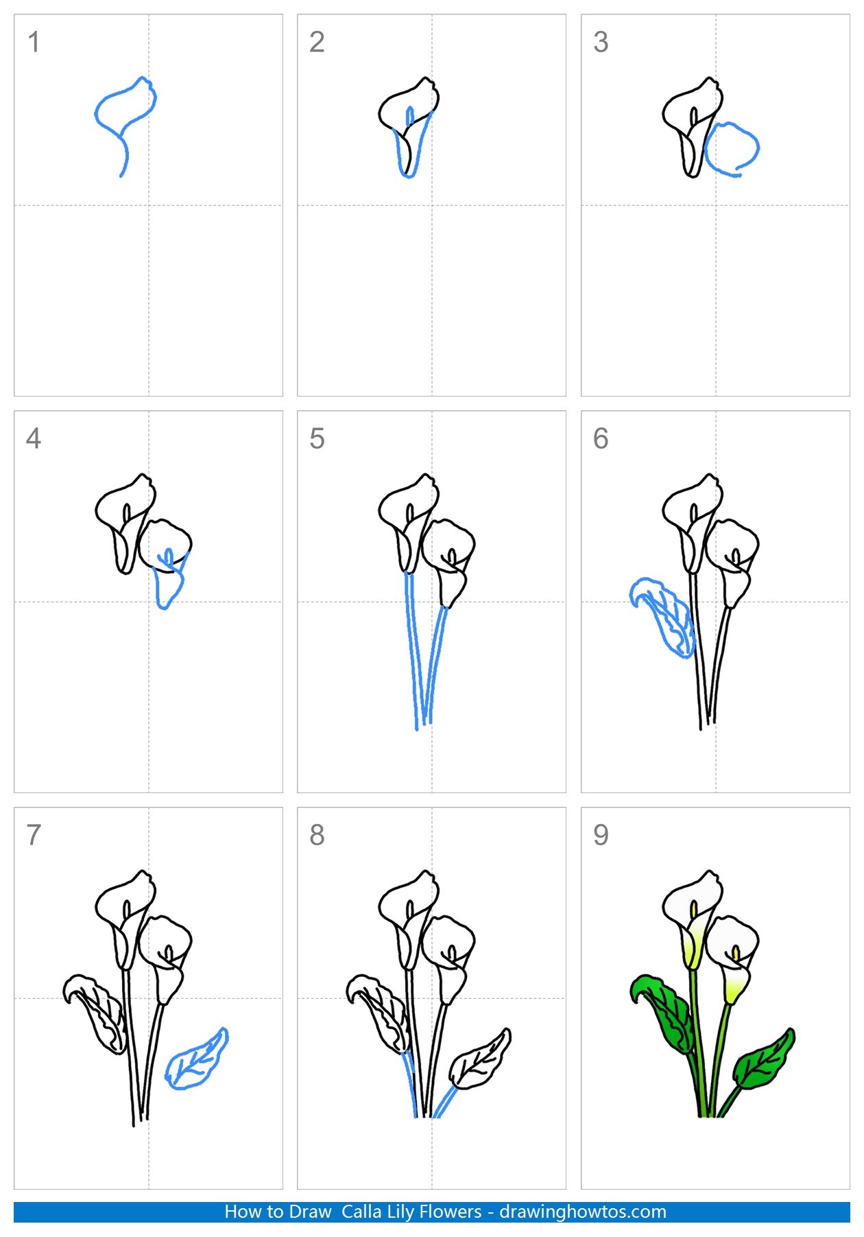 How to Draw Calla Lily Flowers Step by Step